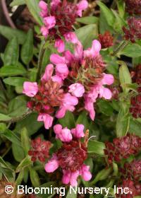 Prunella grandiflora ssp. pyrenaica 'Pink Loveliness'